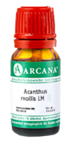 ACANTHUS mollis LM 8 Dilution