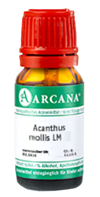 ACANTHUS mollis LM 23 Dilution